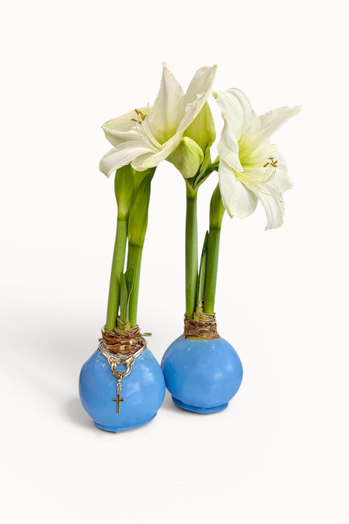 Springtime Blue Waxed Amaryllis Bulb‎ with white blooms