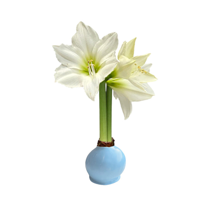 Springtime Blue Waxed Amaryllis Bulb‎ with white blooms