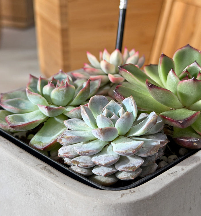 Succulent Bouquet Desktop Garden