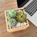 Succulent Desktop Garden