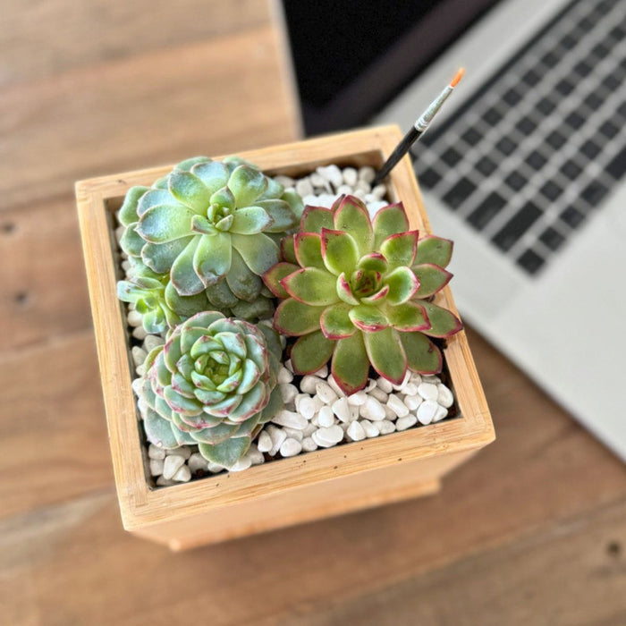 Succulent Desktop Garden