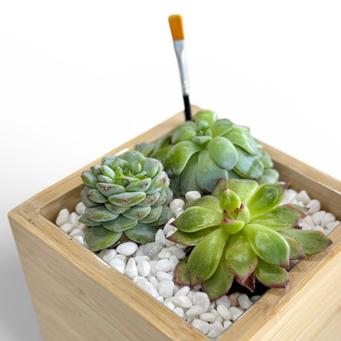 Succulent Desktop Garden