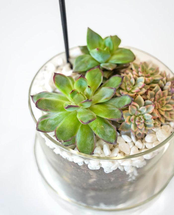Succulent Terrarium Desktop Garden
