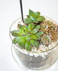 Succulent Terrarium Desktop Garden