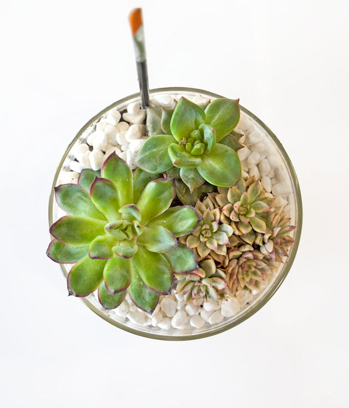 Succulent Terrarium Desktop Garden