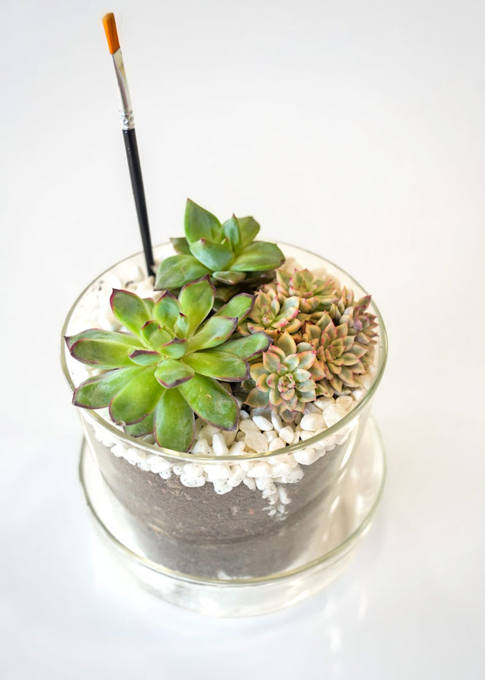 Succulent Terrarium Desktop Garden