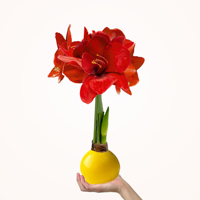 Sunshine Yellow Waxed Amaryllis Bulb‎ with bold red blooms