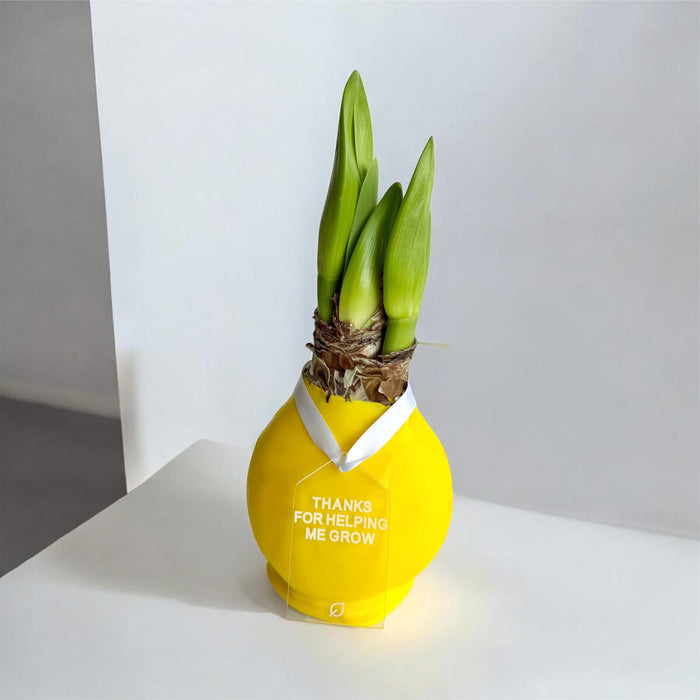 Sunshine Yellow Waxed Amaryllis Bulb‎ with bold red blooms