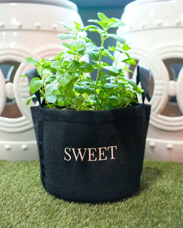 Sweet & Savory Mini Patio Garden Kits‎ The Set