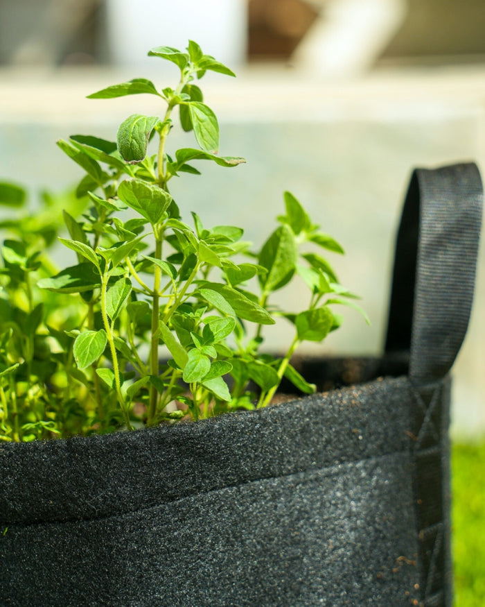 Sweet & Savory Mini Patio Garden Kits‎ The Set