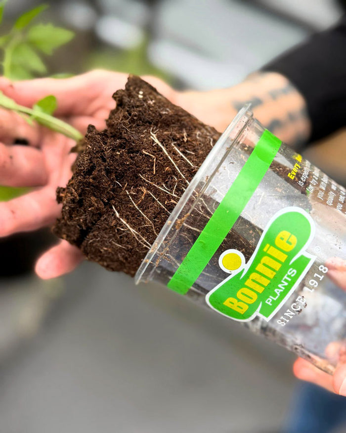 Taco Garden Plant Collection