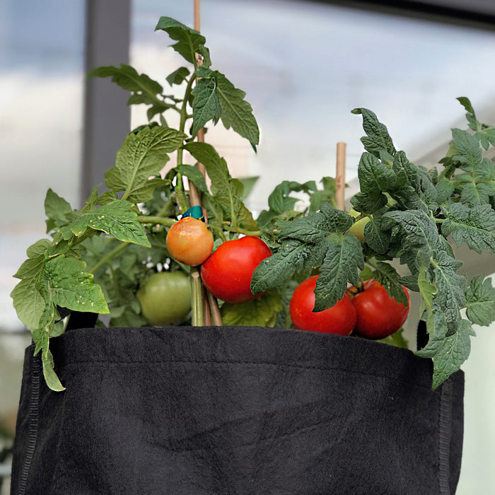Taco Toppings Garden Kit‎ with tomato plant + herbs