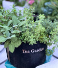 Tea Garden Kit‎ with seasonal herb plants
