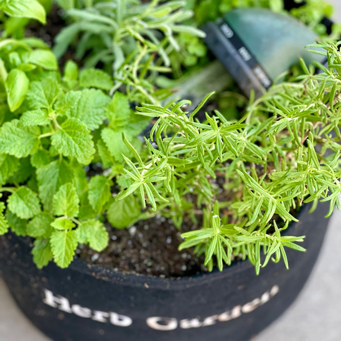 The Herb Garden Subscription
