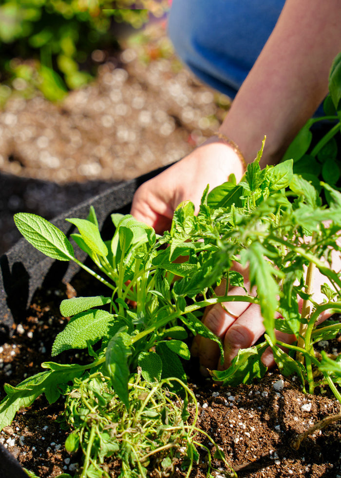 The Herb Garden Subscription