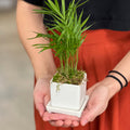 The Tropical Nano Desktop Plant
