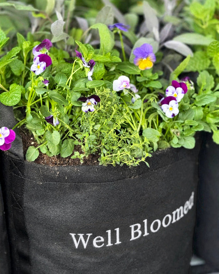 The Well Bloomed Garden Kit‎ with edible flowers + herb plants