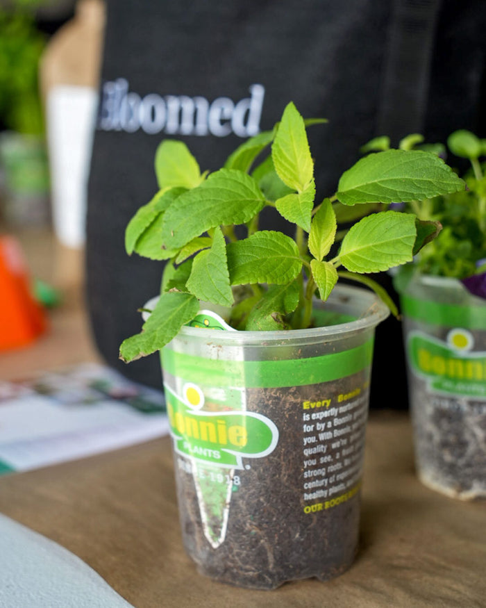 The Well Bloomed Garden Kit‎ with edible flowers + herb plants