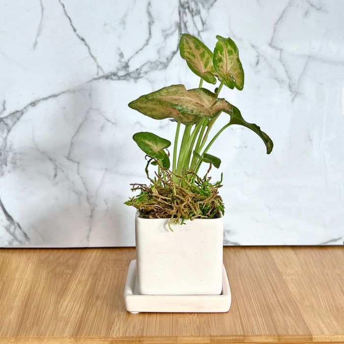 Tropical Trio Desktop Plant Collection
