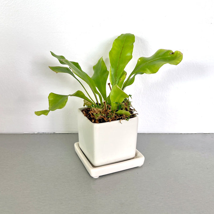 Tropical Trio Desktop Plant Collection