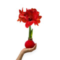Waxed Amaryllis Flower Bulbs