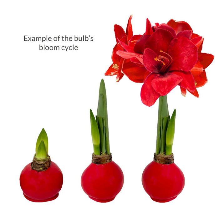 Waxed Amaryllis Flower Bulbs