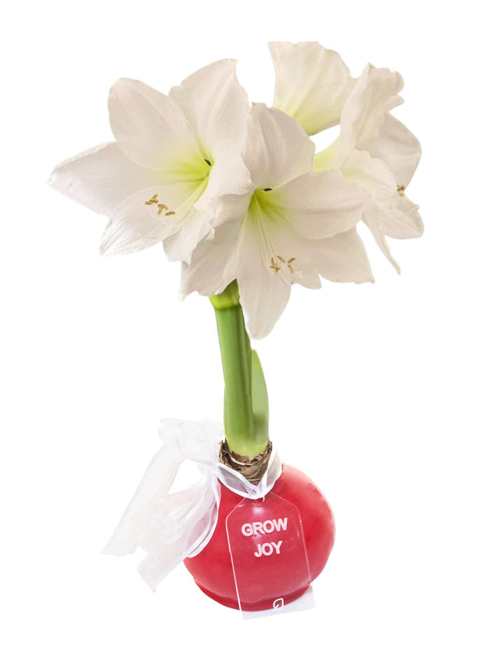 Waxed Amaryllis Flower Bulbs