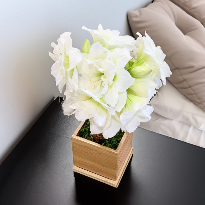White Alfresco Hand-Planted Amaryllis Bulb‎ with voluminous, white blooms