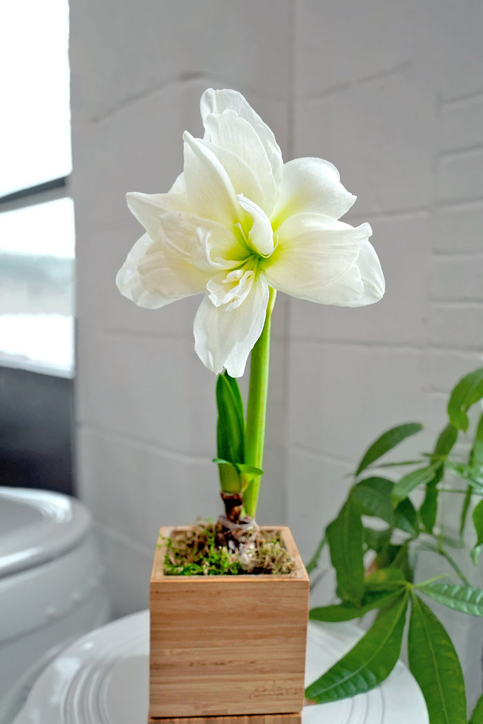 White Alfresco Hand-Planted Amaryllis Bulb‎ with voluminous, white blooms