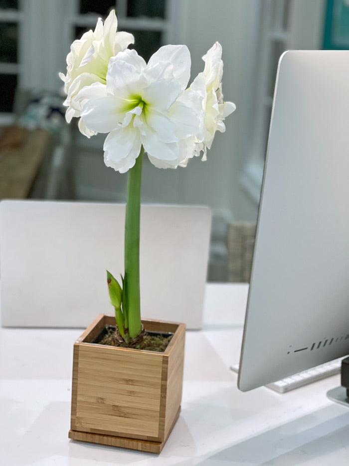 White Alfresco Hand-Planted Amaryllis Bulb‎ with voluminous, white blooms