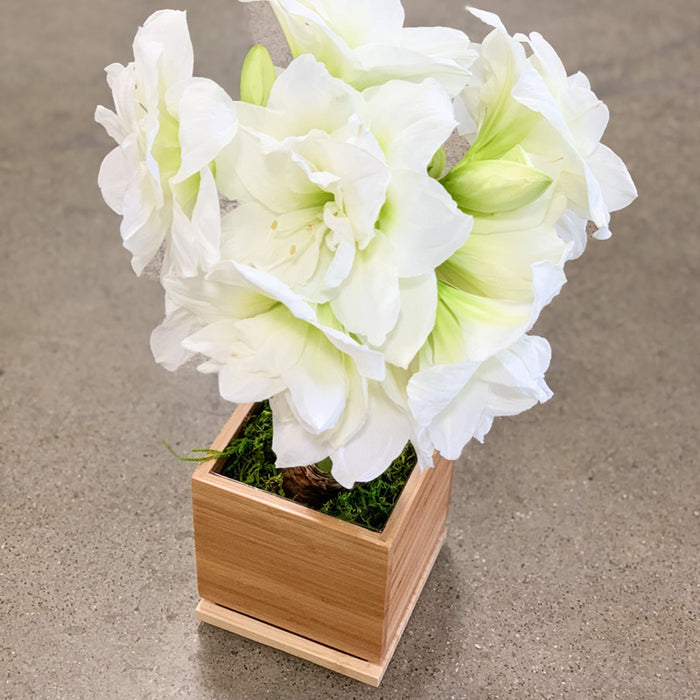 White Alfresco Hand-Planted Amaryllis Bulb‎ with voluminous, white blooms