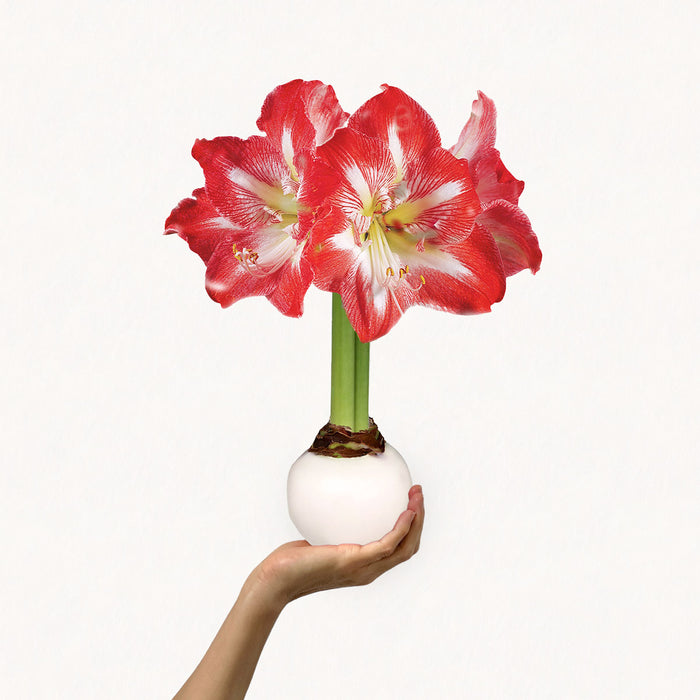 White Wax-Dipped Minerva Amaryllis Bulb‎ with red + white blooms