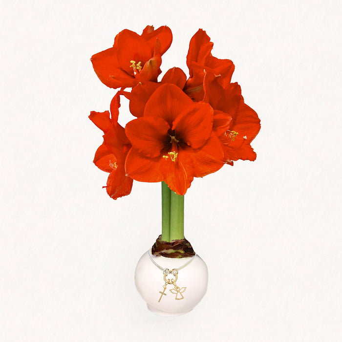 White Wax-Dipped Sovereign Amaryllis Bulb‎ with red orange blooms