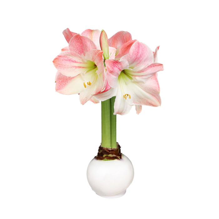 White Waxed Amaryllis Bulb‎ with appleblossom blooms