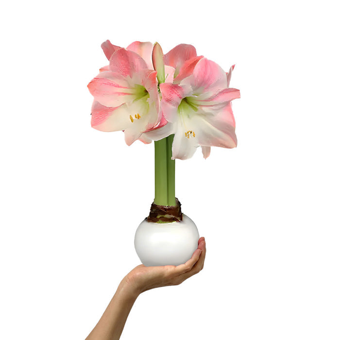 White Waxed Amaryllis Bulb‎ with appleblossom blooms