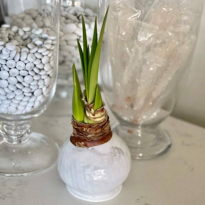 White Waxed Amaryllis Bulb with Pink & White Bloom