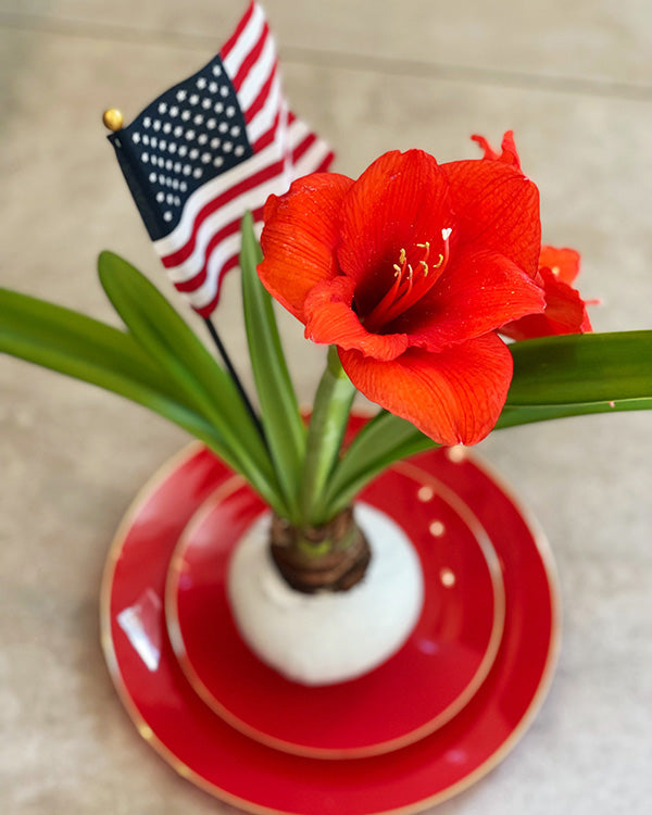 White Waxed Amaryllis Bulb with sovereign blooms