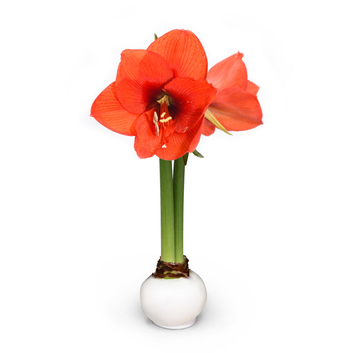 White Waxed Amaryllis Bulb with sovereign blooms