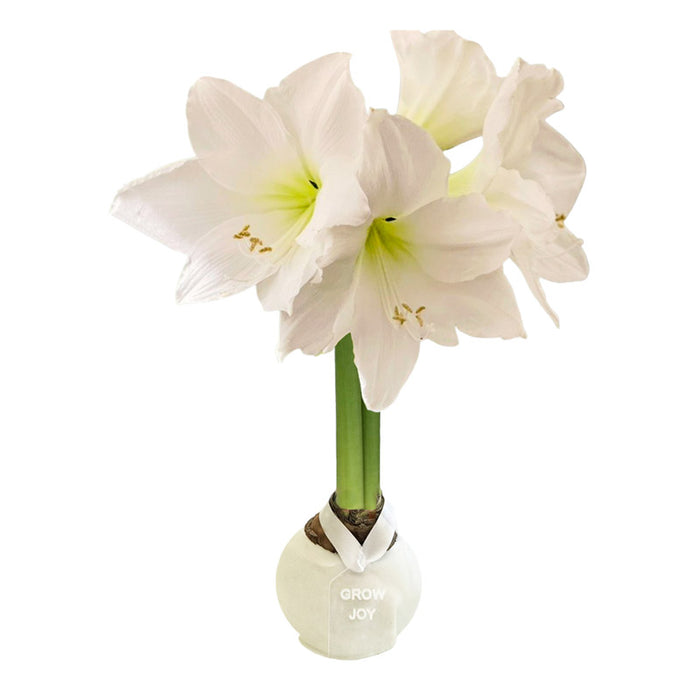 Winter Wax-Dipped Amaryllis Bulb‎ with white blooms