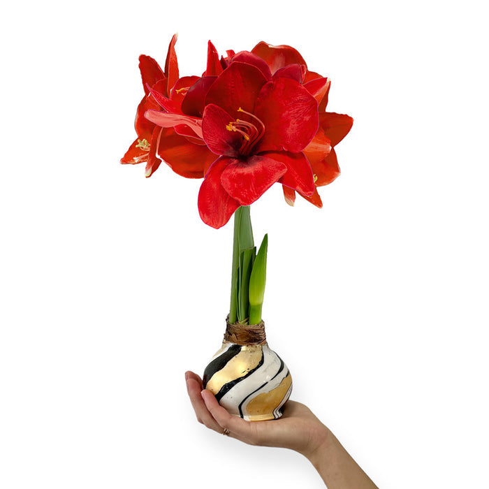 Winter Waxed Amaryllis Bulb with Red Blooms