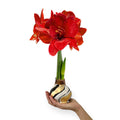 Winter Waxed Amaryllis Bulb with Red Blooms